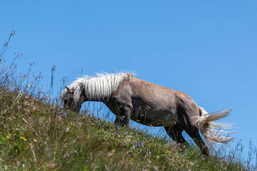 Pferde auf einer Alm Wiese in Südtirol, Dolomiten, Italien.