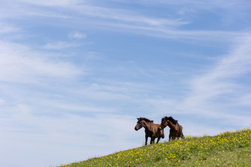 都井岬野生馬　天然記念物22