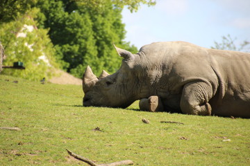 Rhinoceros life