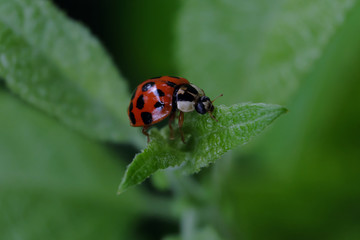 Ladybug - Stockphoto