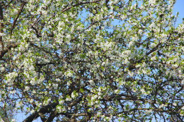 Blossoming cherry tree. White flowers