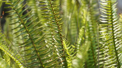 plantas helechos y sol