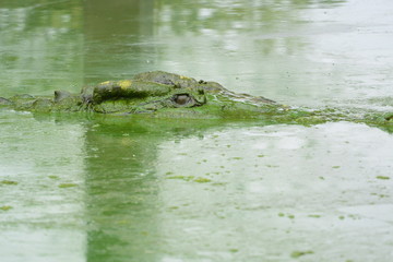 close up of salt water crocodile.