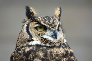 the look of the brown owl