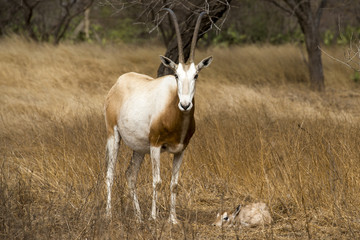 Oryx algazelle, Oryx dammah, jeune et femelle
