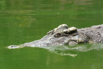 close up of salt water crocodile.