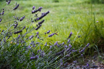Hummingbird moth on lavender