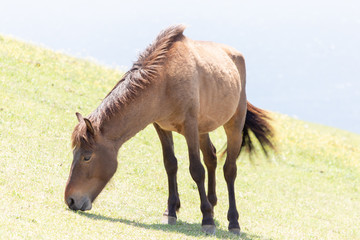 Obraz premium 都井岬野生馬 天然記念物30