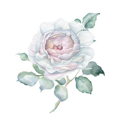 Watercolor Delicate White Rose