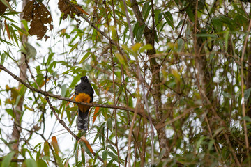 Atlantic Florest Juruviara Bird - Brazil