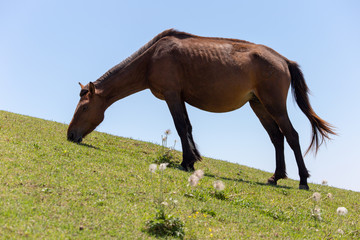 都井岬野生馬　天然記念物32