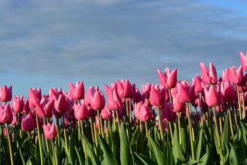 Tulip in Holland