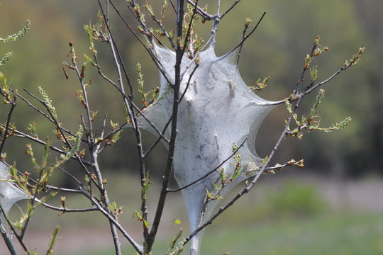 Eastern Tent Caterpillar (Malacosoma americanum), in the early stage of growth in early spring. They are a species of the moth family, these moths are rarely seen.      