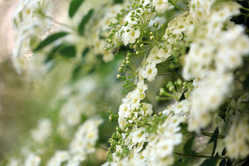 Spiraea Spierstrauch