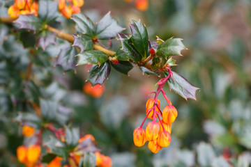 Bourgeons de fleurs d'épine-vinette de Darwin