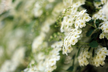 Spiraea Spierstrauch