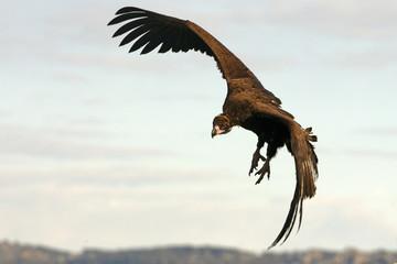 Black vulture. Aegypius monachus