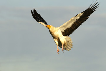 Egyptian vulture, Neophron percnopterus