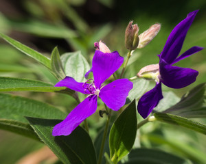 Orchid tree flower - Bauhinia blakeana