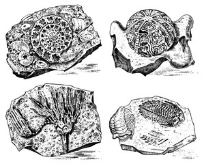 Fragment fossils, skeleton of prehistoric dead animals in stone. Ammonite and trilobite, Sea urchin and Crinoid. Archeology or paleontology. engraved hand drawn old vintage sketch. Vector illustration © artbalitskiy