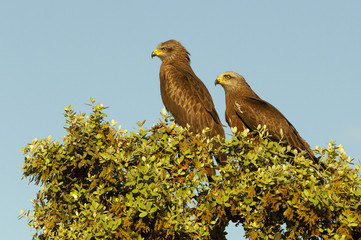 Milvus migrans. Black kite