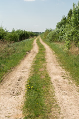 Fototapeta na wymiar sandy rural road overgrown with grass and shrubs, nature background