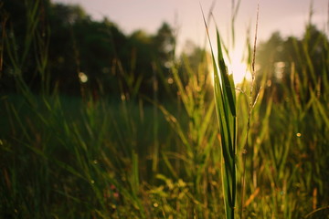 Gras in der Sonne