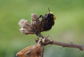 beetle on dry plant
