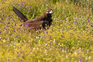 Black vulture, Aegypius monachus