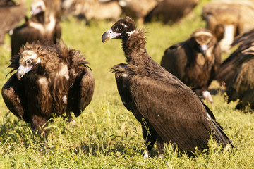 Black vulture, Aegypius monachus