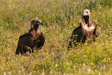 Black vulture, Aegypius monachus