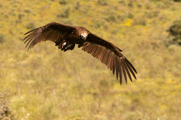 Black vulture. Aegypius monachus