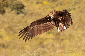 Black vulture. Aegypius monachus