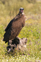 Black vulture. Aegypius monachus