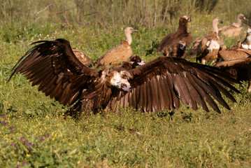 Black vulture, Aegypius monachus