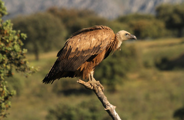 Griffon vulture. Gyps fulvus