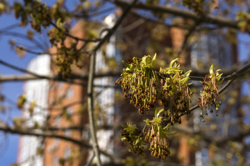 just bloomed leaves and pollen buds of maple on a blurred city background