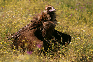 Black vulture, Aegypius monachus