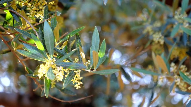 Olive branches in bloom about to leave in spring, movement of soft chamber