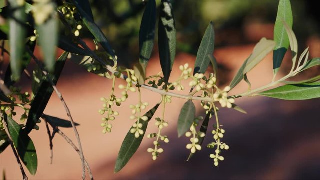 Olive branches in bloom about to leave in spring, movement of soft chamber