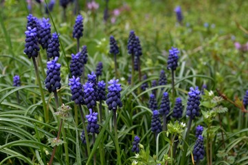 Obraz premium blue flower in the grass