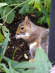 Squirrelon the grass