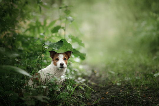 a small dog in the rain hides under a leaf. Dog cute Jack Russell Terrier in nature hiding from the rain under the leaf