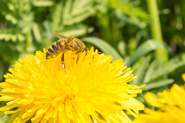 The bee collects nectar on a yellow blooming dandelion, pollen on the legs of an insect, wildlife background