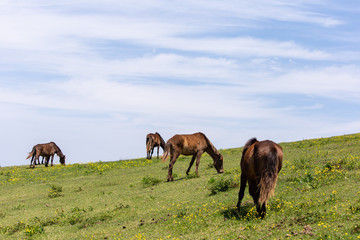 Obraz premium 都井岬野生馬 天然記念物42