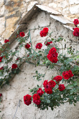 Beautiful red roses growing in front of old stone house. Selective focus. 