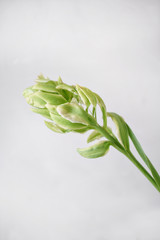 Unusual tulips of pastel green color, artichoke. Big buds. Floral natural backdrop. Wallpaper