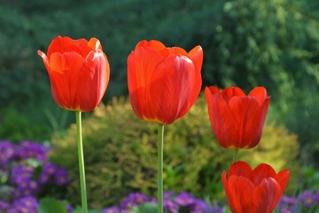Red tulips bloom garden with bright colors in the spring.