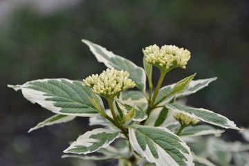 Branch with buds. Cornus alba “Elegantissima” with green and white leaves close-up.