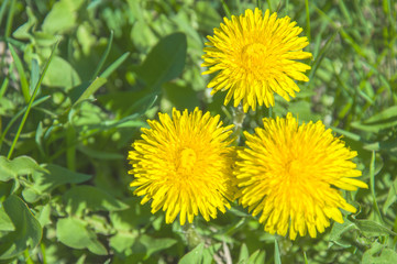 bright yellow spring flowers on a green meadow in the sunlight